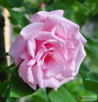Rosa 'Kathleen Harrop' -- Rose 'Kathleen Harrop'